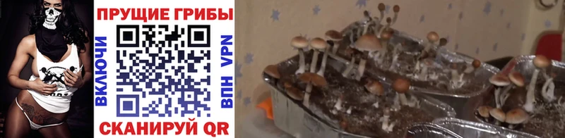 Галлюциногенные грибы мухоморы гидра онион Нахабино
